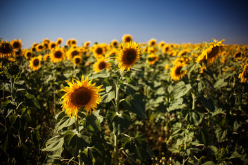 Obraz premium field of sunflowers