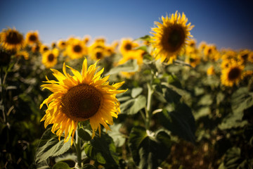 Fototapeta premium field of sunflowers