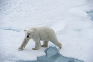 Big polar bear on drift ice edge . © Silver