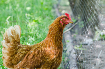 Brown hen behind the fence