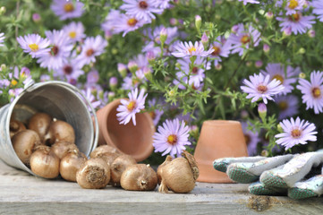 bulbes de fleurs sur table de jardin devant fleurs d'aster  © coco