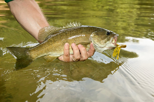 Close up on a freshly caught smallmouth bass