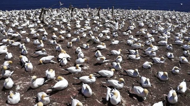Panning overlook of white gannet bird colony nesting on cliff, flying, walking on Bonaventure Island in Perce, Quebec, Canada by Gaspesie, Gaspe region