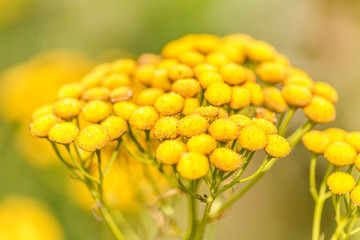 Photo of tansy on field
