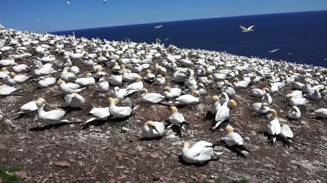 Closeup view of white Gannet bird colony nesting on cliff on Bonaventure Island in Perce, Quebec, Canada by Gaspesie, Gaspe region with couple greeting