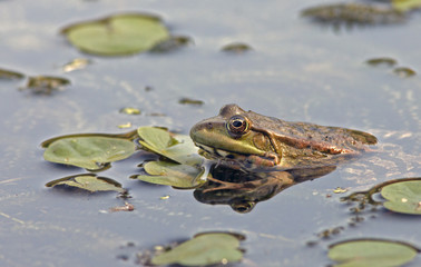 the spotted frog sits in a pond among the water lilies