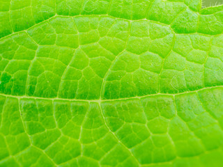 close-up green leaf texture