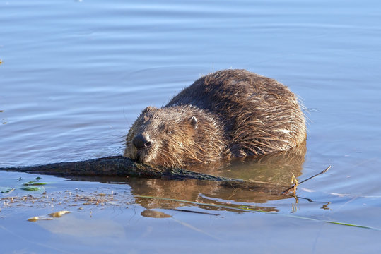 a beaver sits in water and nibbles log
