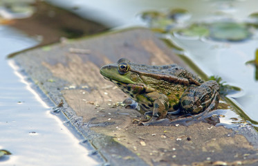 the spotted frog sits in a pond among the water lilies