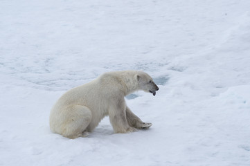 Naklejka na ściany i meble Polar bear walking on the ice.