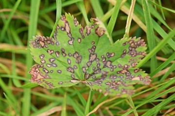 Old leaf of Alchemilla vulgaris