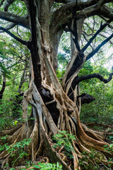 Thick vines smother dead tree