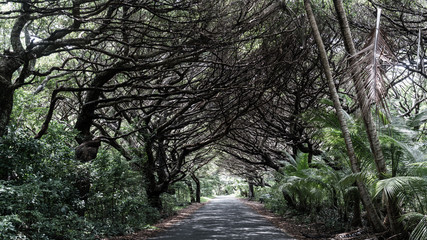 path under canopy of dark trees