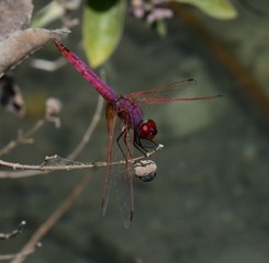 fly