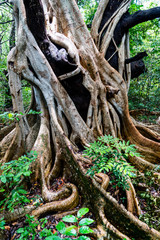 White vines smother tree