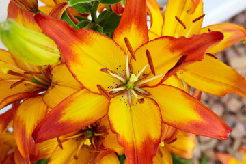 Close up view of daylily