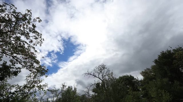 Trees with moving clouds in the background filmed in timelapse
