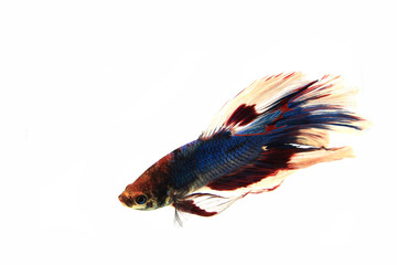 Betta Siamese fighting fish, Betta splendens Pla-kad biting fish Thai, trey krem Khmer, popular aquarium fish. Red White blue Thailand flag half moon long delta tail Betta isolated on black