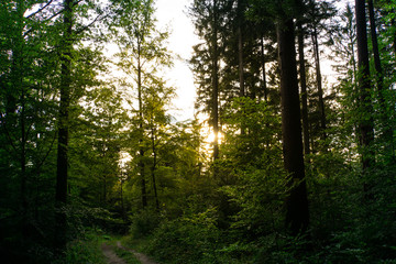 Black Forest Germany near Freiburg at dawn with warm sunlight and green trees