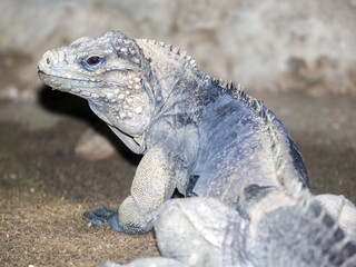 Cuban Ground Iguana, Cyclura n.nubila, big male