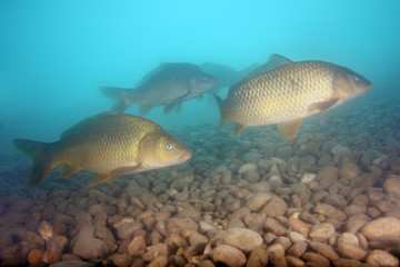 Fototapeta premium The common carp or European carp (Cyprinus carpio) a flock of fish in shallow, sweet water with a stone bottom)
