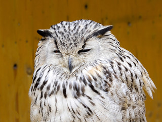 Western Siberian Eagle Owl, Bubo bubo sibiricus, is a great owl