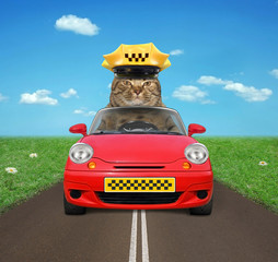 The cat taxi driver in a red car is driving down the road.