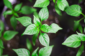 Fototapeta na wymiar young pepper plant