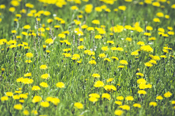 Obraz premium dandelion field