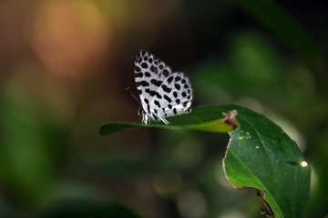 A little cute monotone butterfly ( Forest pierrot ) sitting on the leaves in front of beautiful...