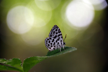 A little cute monotone butterfly ( Forest pierrot ) sitting on the leaves in front of beautiful...