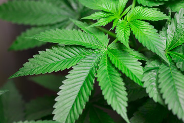 marihuana canabis weed leaves