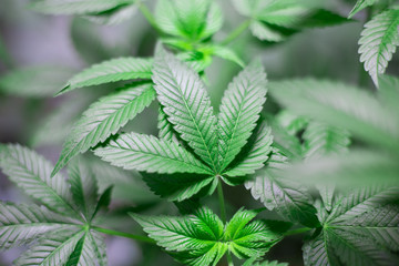 marihuana canabis weed leaves - obrazy, fototapety, plakaty
