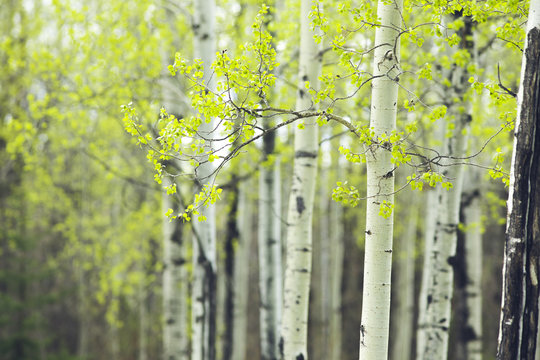 birch forest spring