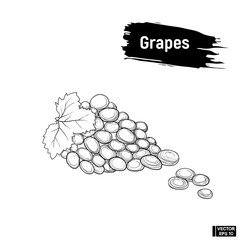 sketch bunch of grapes