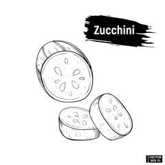 Sketch of Zucchini. Useful vegetables.