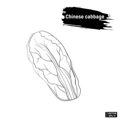 Sketch vegetables. Chinese cabbage.