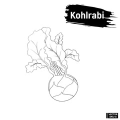 Sketch of vegetable, kohlrabi outline.