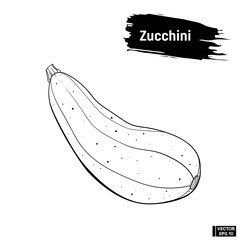 Sketch of Zucchini. Useful vegetables.