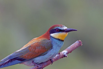 beautiful colorful birds the bee-eaters sitting on a tree branch