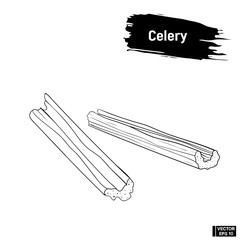 Sketch, pieces of celery.