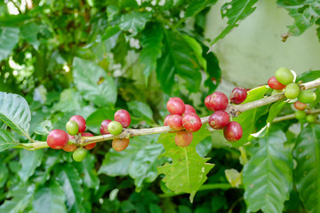 Close up of cherry coffee beans on the branch of coffee plant before harvesting