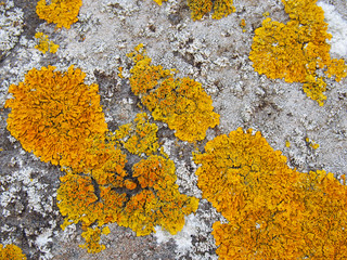 yellow lichen growing on old stone wall
