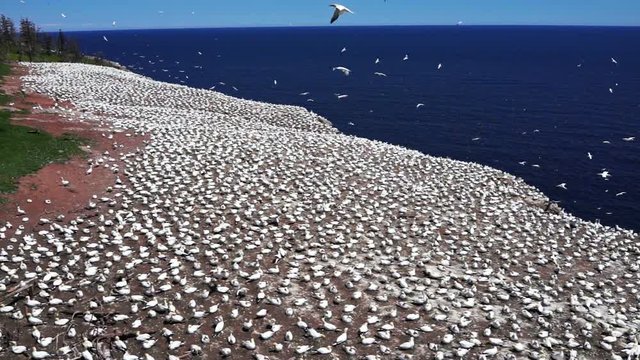 Aerial view of white Gannet bird colony nesting on cliff on Bonaventure Island in Perce, Quebec, Canada by Gaspesie, Gaspe region