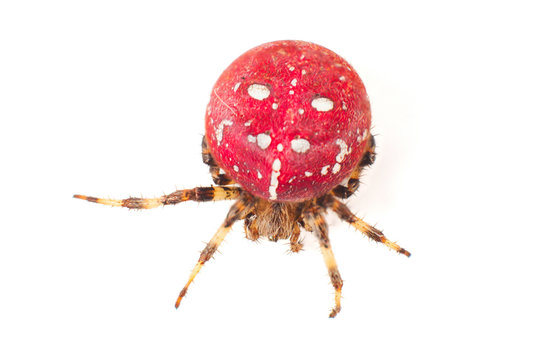 Red Spider. Large red spider with white color speck on body. Isolated on white background