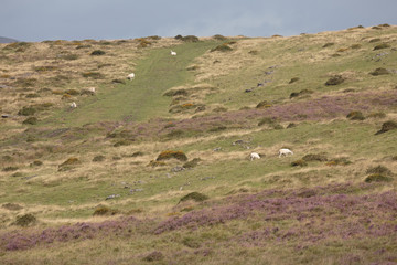 Obraz premium Countryside Landscape of Wales