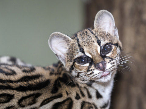 Margay, Leopardus wiedii, beautiful South American cat