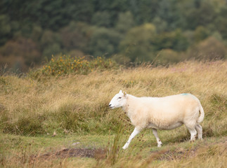 Countryside Landscape of Wales
