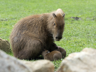 Fototapeta premium female Capybara, Hydrochoerus hydrochaeris, breastfeeding