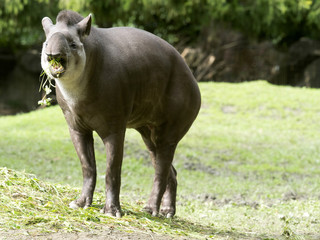 Fototapeta na wymiar male South American tapir, Tapirus terrestris, are fed with grass